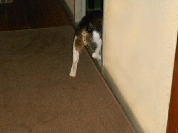 6月25日（52）仮