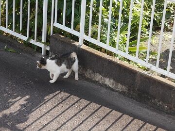 7月10日（11）仮