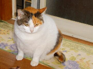 3月28日（11）仮