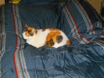 12月8日（73）仮