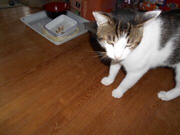 8月18日（13）仮