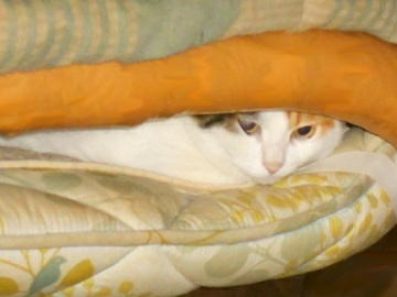 11月28日（43）仮