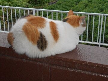 7月30日（17）仮