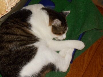 9月13日（56）仮