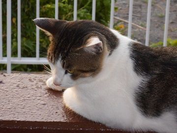 7月23日(3)仮