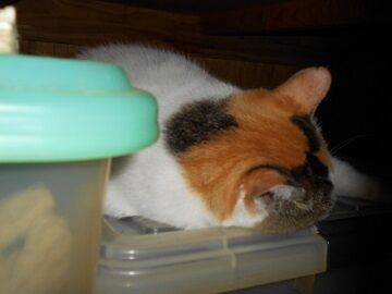 9月12日（7-4）仮