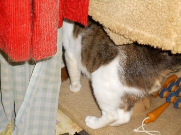 6月26日（21）仮