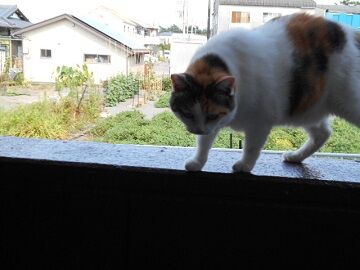 8月24日（34）仮