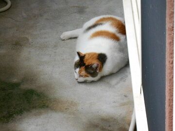 9月6日（7-1）仮