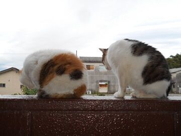 6月20日（58）仮