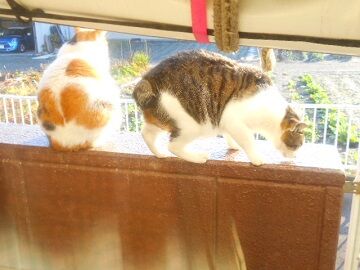 12月12日（11）仮