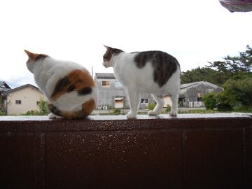 6月20日（55）仮