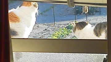 塀の上の親子