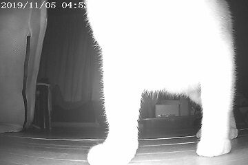 11月5日（17）仮