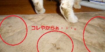 3月10日（19）使用