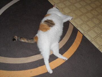 7月19日（49）仮