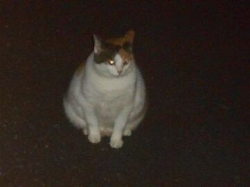 8月17日（26）仮