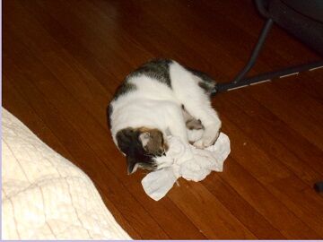 9月4日（105）仮