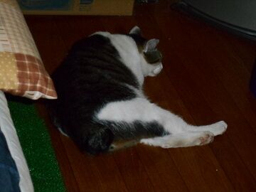 8月24日（31）仮