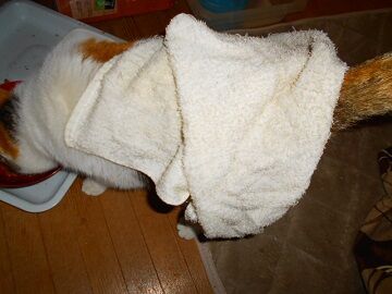 2月14日（29）仮