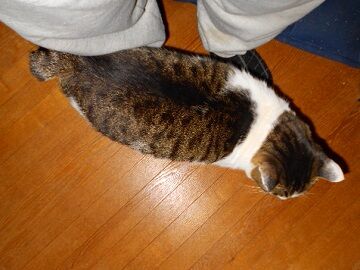 11月30日（6）仮