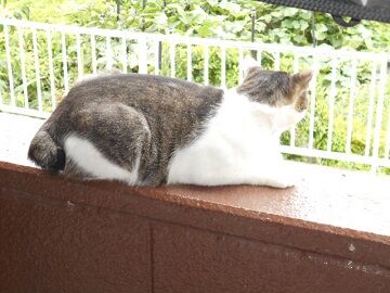 7月15日（11）仮