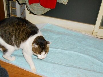 12月2日（15）仮