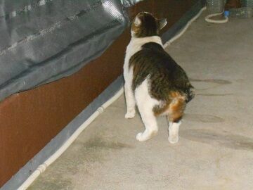 1月30日（43）仮