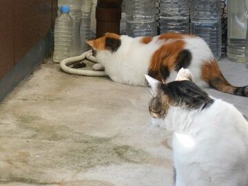 9月30日（6-10）仮