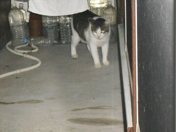 9月4日（130）仮