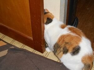 8月23日（66）仮