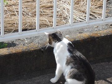 7月10日（19）仮