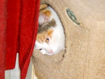 5月13日（11）仮