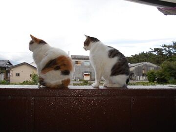 6月20日（56）仮