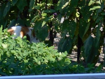 7月31日（26）仮