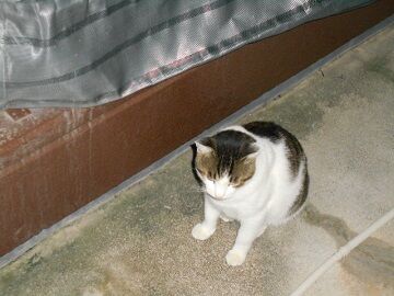 10月6日（30）仮