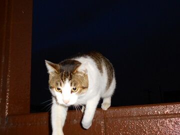 4月12日（28）仮