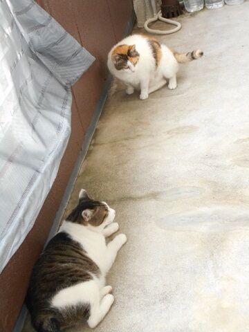 6月26日（20）仮