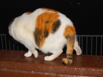 12月31日（37）仮