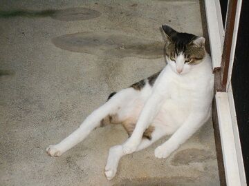 7月20日（29）仮