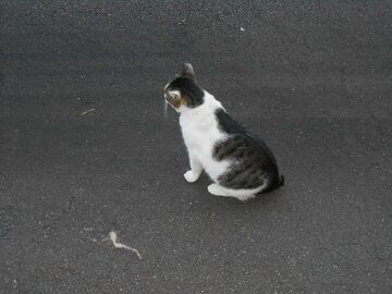 8月16日（14）仮