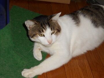 10月4日（50）仮