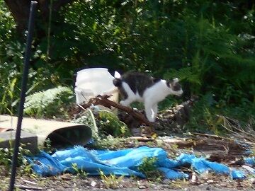 7月10日（28）仮