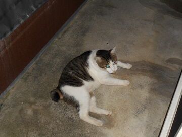 8月26日（25）仮