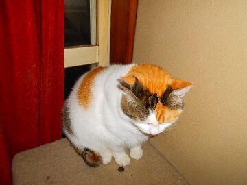 11月18日（36）仮