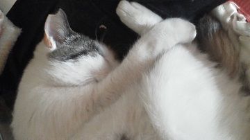 ちょびび