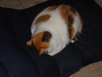 9月22日（23-1）仮