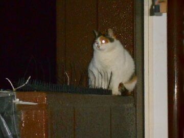 12月31日（41）仮