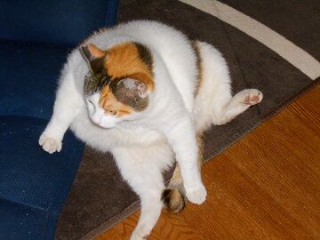 6月25日（38）仮