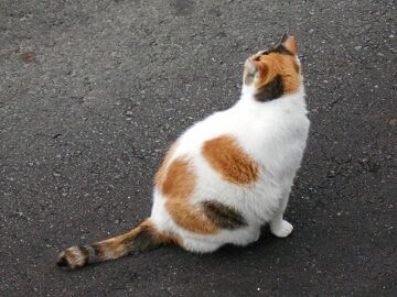 7月31日（66）仮